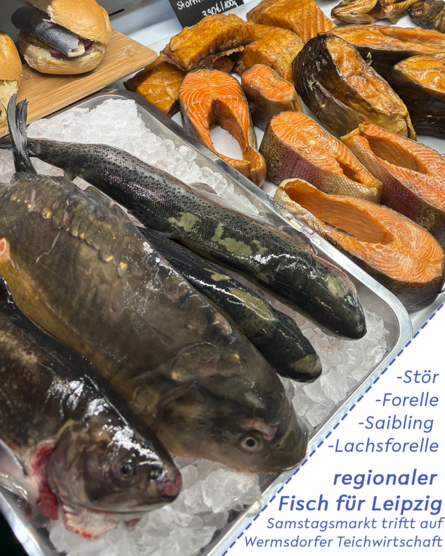 test-fisch.png