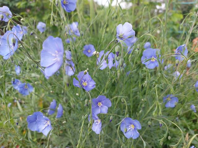 linum-perenne-6-scaled.jpg